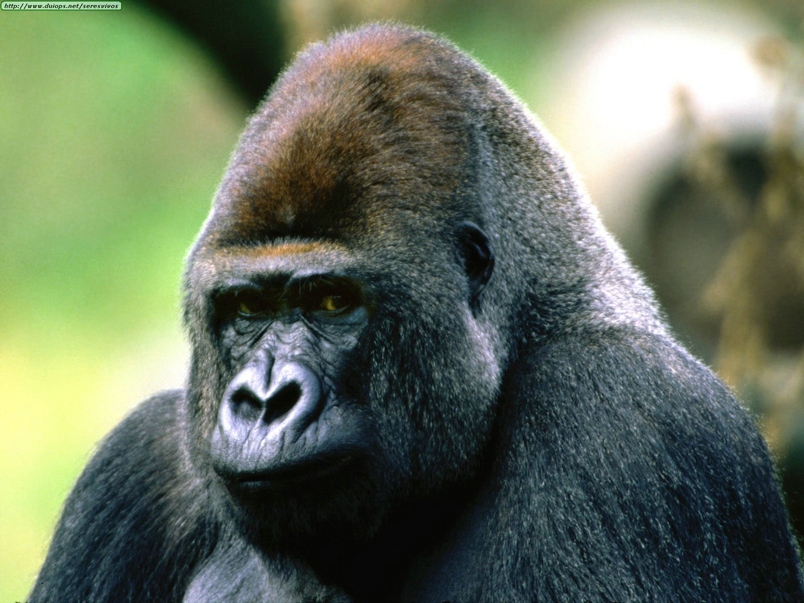 gorillas-photos-i